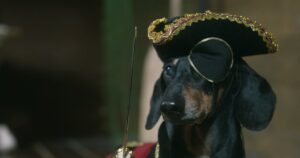Cute dachshund dressed as priate